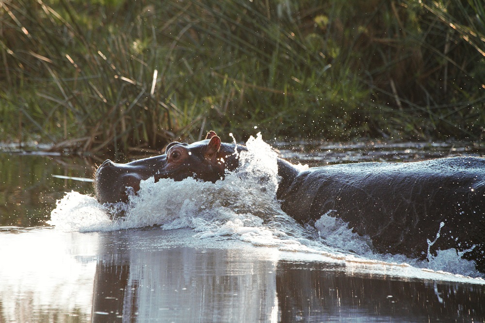 Hippo, Kwando river, Botswana