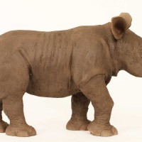 Baby Rhino, Ceramic With Raku Finish