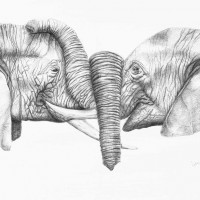 Elephant Pair, Digital Print From Pencil Original