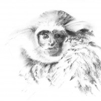 Silvery Gibbon, Diginal Print Of Charcoal Sketch