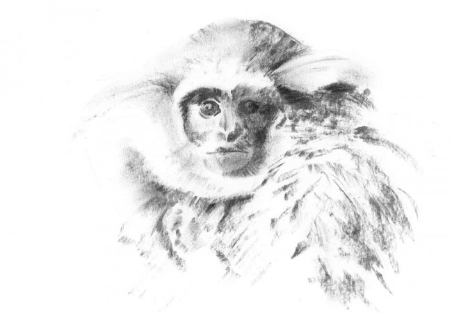 Silvery Gibbon, Diginal Print Of Charcoal Sketch
