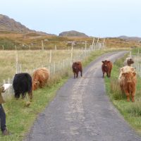 Highland Cow