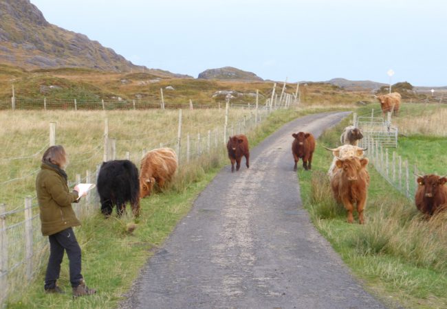 Highland Cow